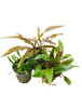 Potted Cryptocoryne Trio Combo (3-Plant Combo)