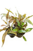 Cryptocoryne Trio (3-Plant Combo)
