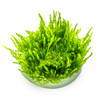 1-2-Grow! Vesicularia ferriei 'Weeping Moss'