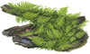 1-2-Grow! Vesicularia dubyana 'Christmas'