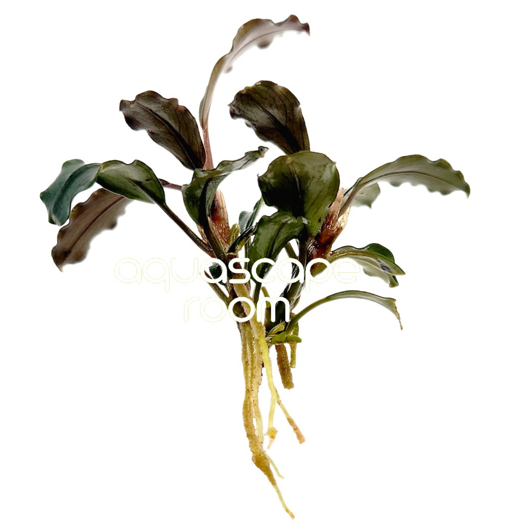 Bucephalandra sp.Ghost kalimantan① Bucephalandra sp.Ghost kalimantan