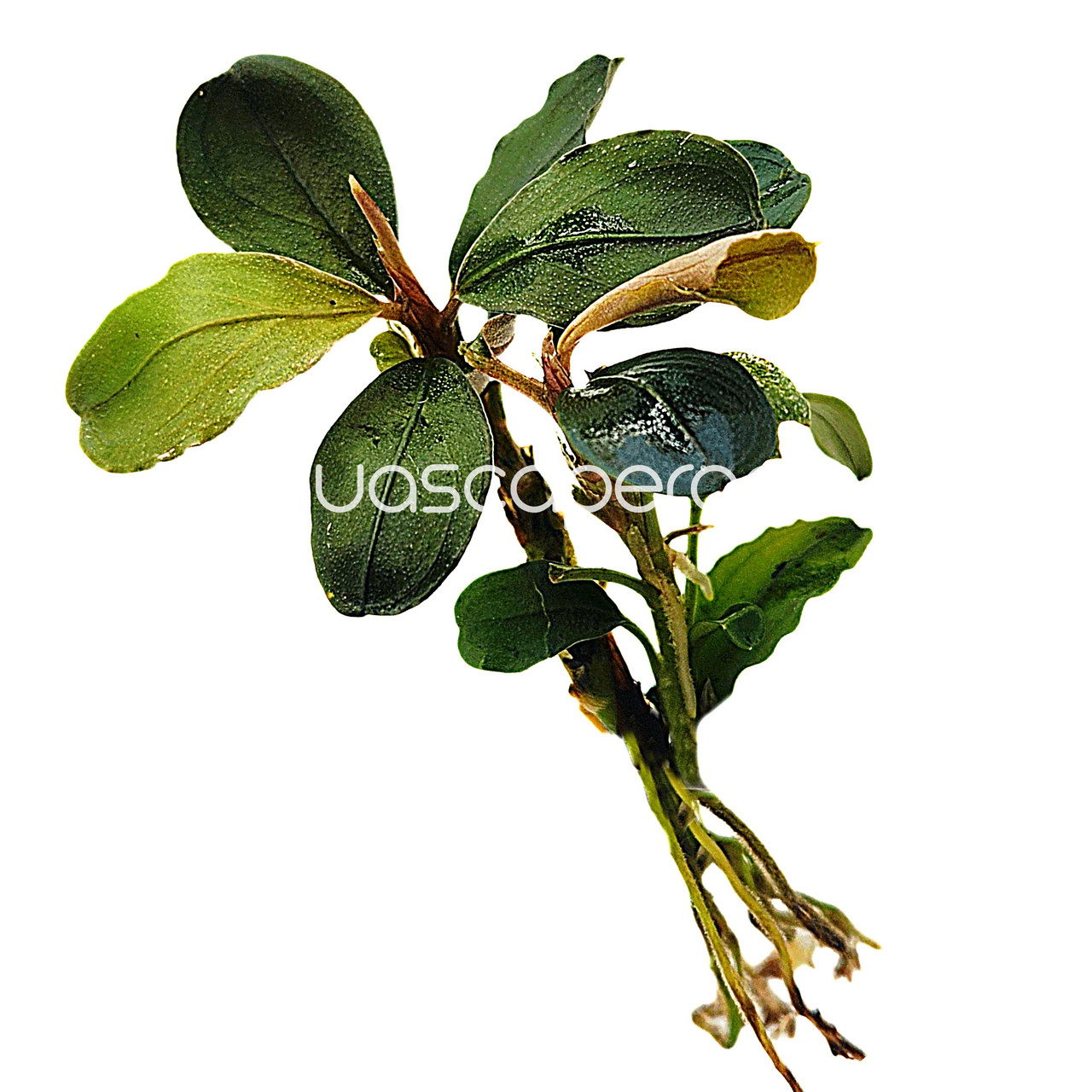 Bucephalandra 'Pink Malawi' | Rare Pink Buce – Aquascaperoom Canada