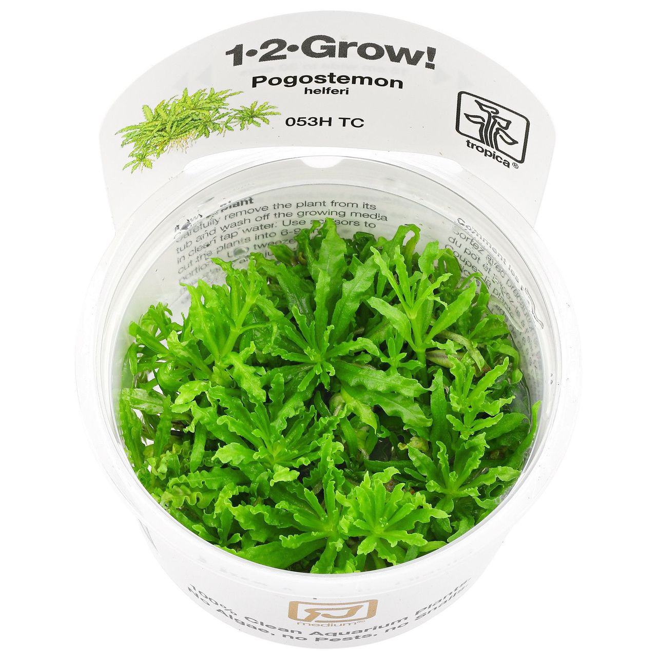 1-2-Grow! Pogostemon Helferi 'Downoi'