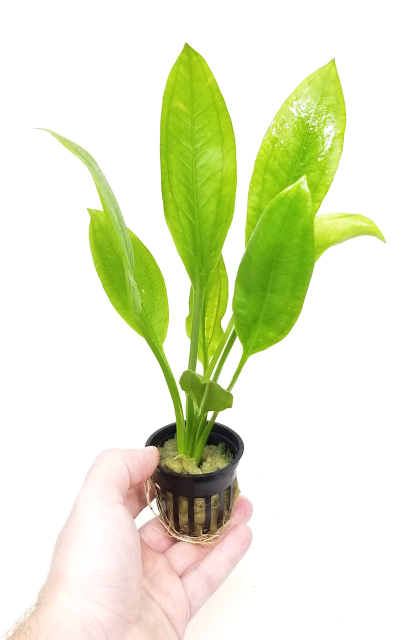 Echinodorus Bleheri (Amazon Sword) - Vibrant Aquatic Plant