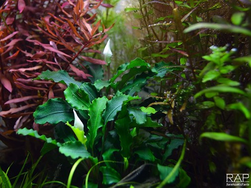 Bucephalandra Wavy Green Tropica for Sale in Canada | AquascapeRoom