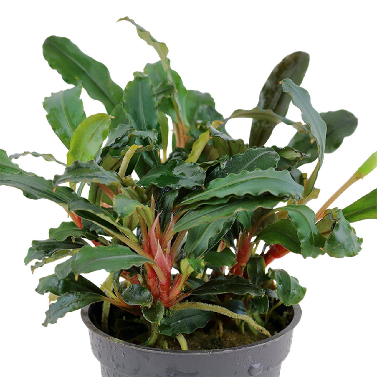 水草 Bucephalandra sp Red walts Bucephalandra sp. 'Red' for Sale | Aquarium Plants in Canada