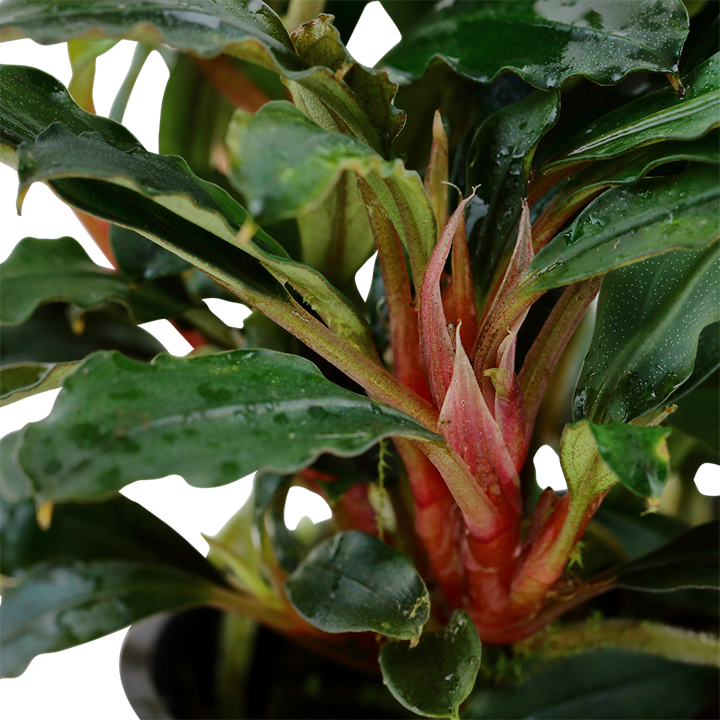 ヒ*ロ様 Bucephalandra sp Red walts Bucephalandra sp. 'Red' for ヒ*ロ様 Bucephalandra sp Red walts Bucephalandra sp. 'Red' for