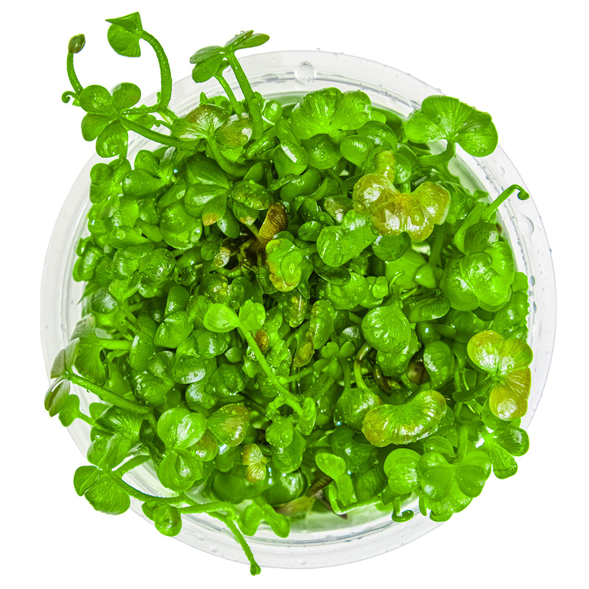 1 2 Grow Marsilea Hirsuta Carpet Plant For Aquariums 1 2 Grow Marsilea Hirsuta Carpet Plant For Aquariums