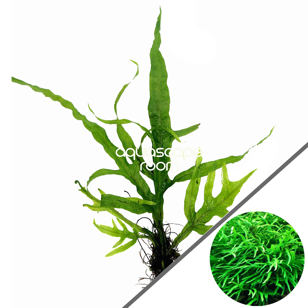 Microsorum Pteropus 'Trident' Bundle – Unique Java Fern for Aquascaping