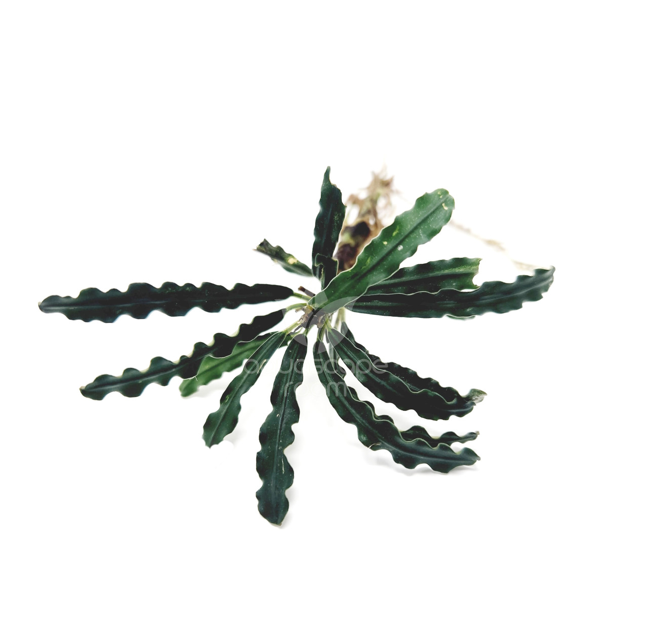 Bucephalandra Crocodile for Sale | Aquarium Plants in Canada