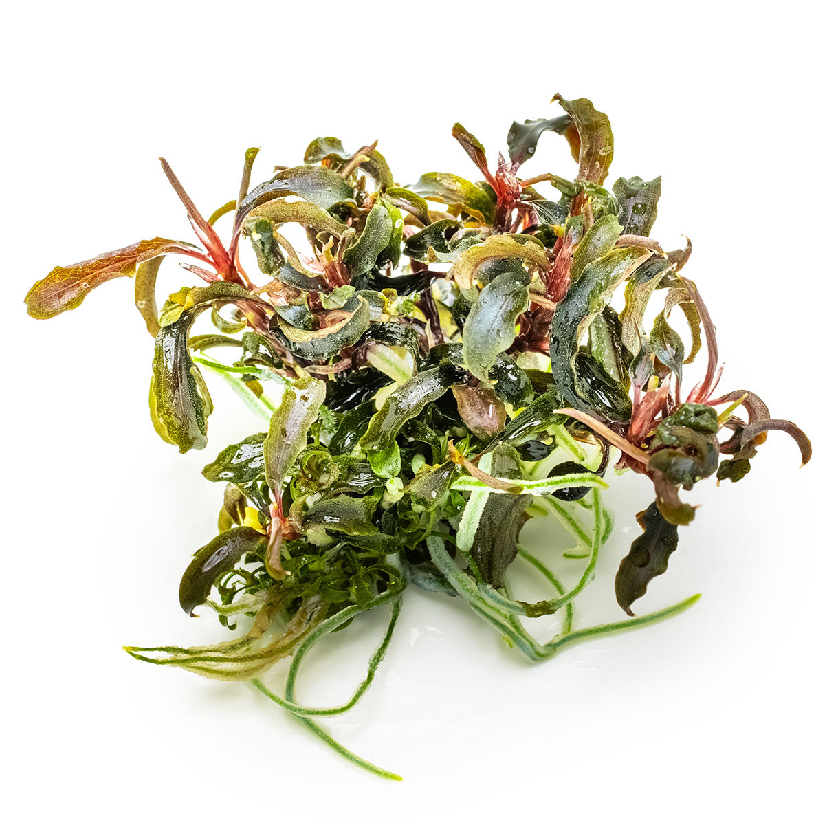Bucephalandra sp. 'Kedagang' for Sale | Aquarium Plants in Canada