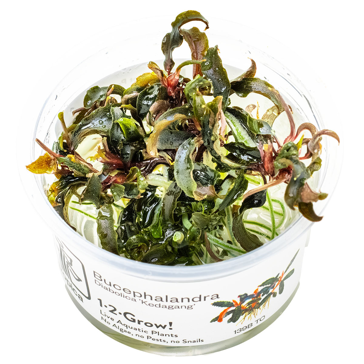 Bucephalandra sp. 'Kedagang' for Sale | Aquarium Plants in Canada