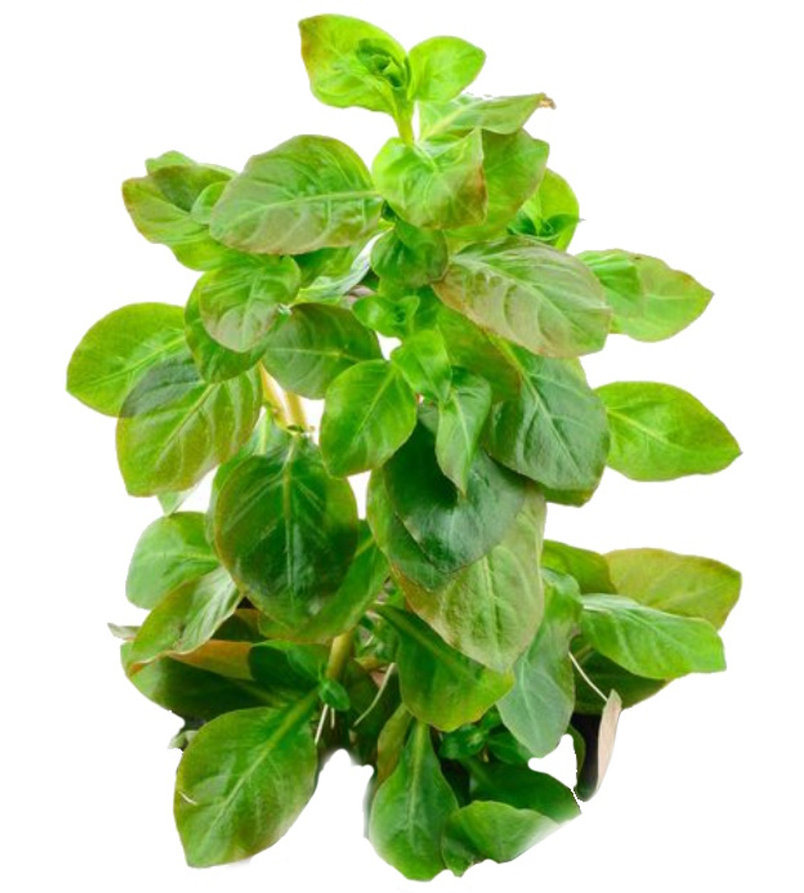 Ludwigia Ovalis for Sale Aquarium Plants in Canada