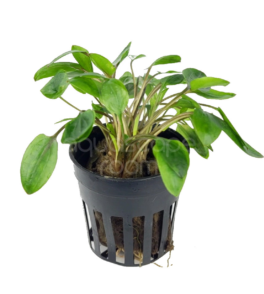 Potted Cryptocoryne Wendtii 'Green' for Sale | Aquarium Plants in