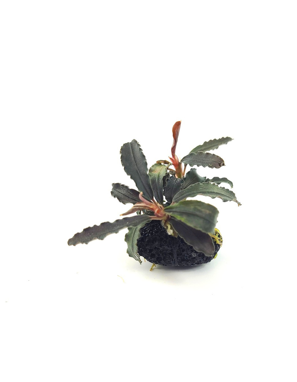 Bucephalandra sp. 'Godzilla' for Sale | Aquarium Plants in