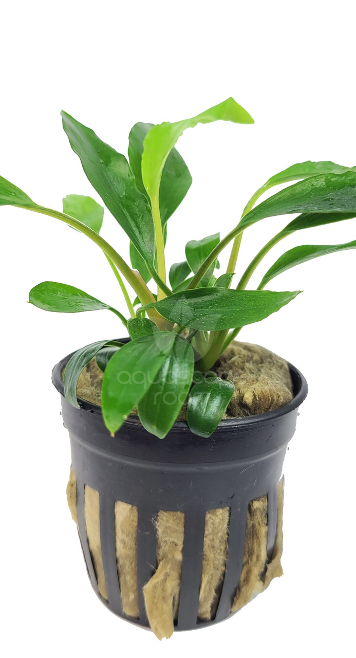 Potted Homalomena sp. Sedadau South | Aquarium Plants in Canada