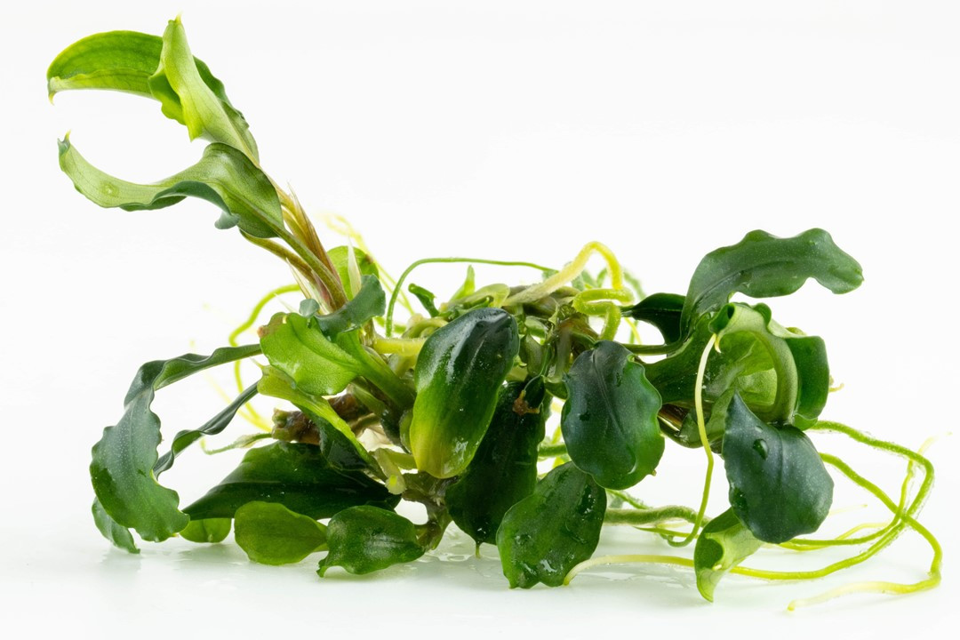 Buy Bucephalandra Pygmaea 'Bukit Kelam' – 1-2-Grow! Tissue Culture