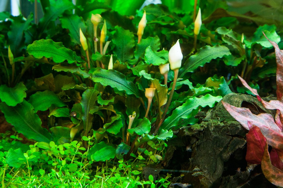 Buy Bucephalandra Pygmaea 'Bukit Kelam' – 1-2-Grow! Tissue Culture