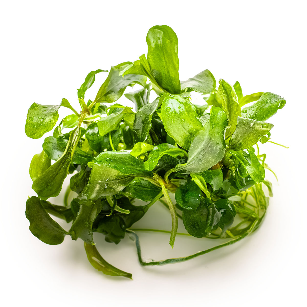 Buy Bucephalandra Pygmaea 'Bukit Kelam' – 1-2-Grow! Tissue Culture