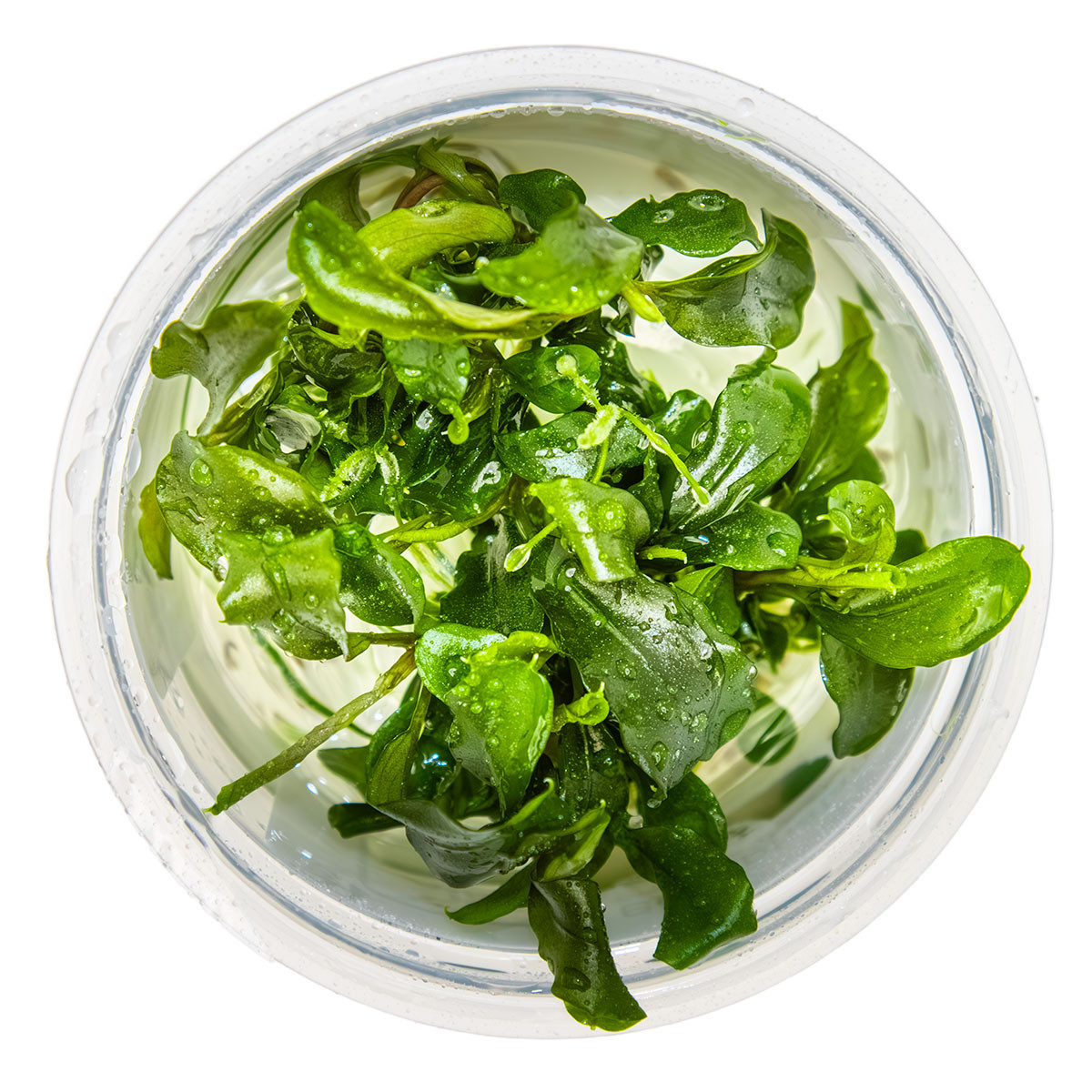 Buy Bucephalandra Pygmaea 'Bukit Kelam' – 1-2-Grow! Tissue Culture