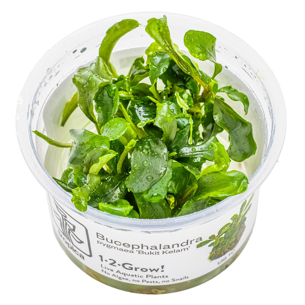 Buy Bucephalandra Pygmaea 'Bukit Kelam' – 1-2-Grow! Tissue Culture