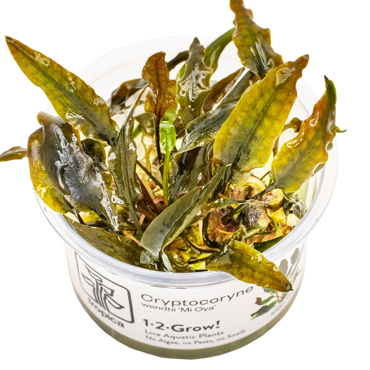 1-2-Grow! Cryptocoryne wendtii 'Mi Oya' - Red-Brown Aquatic