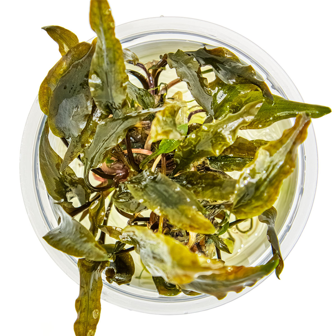 1-2-Grow! Cryptocoryne wendtii 'Mi Oya' - Red-Brown Aquatic
