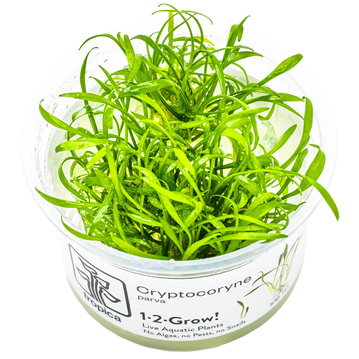 Tropica 1-2-Grow! Cryptocoryne parva | Foreground Crypt Plant