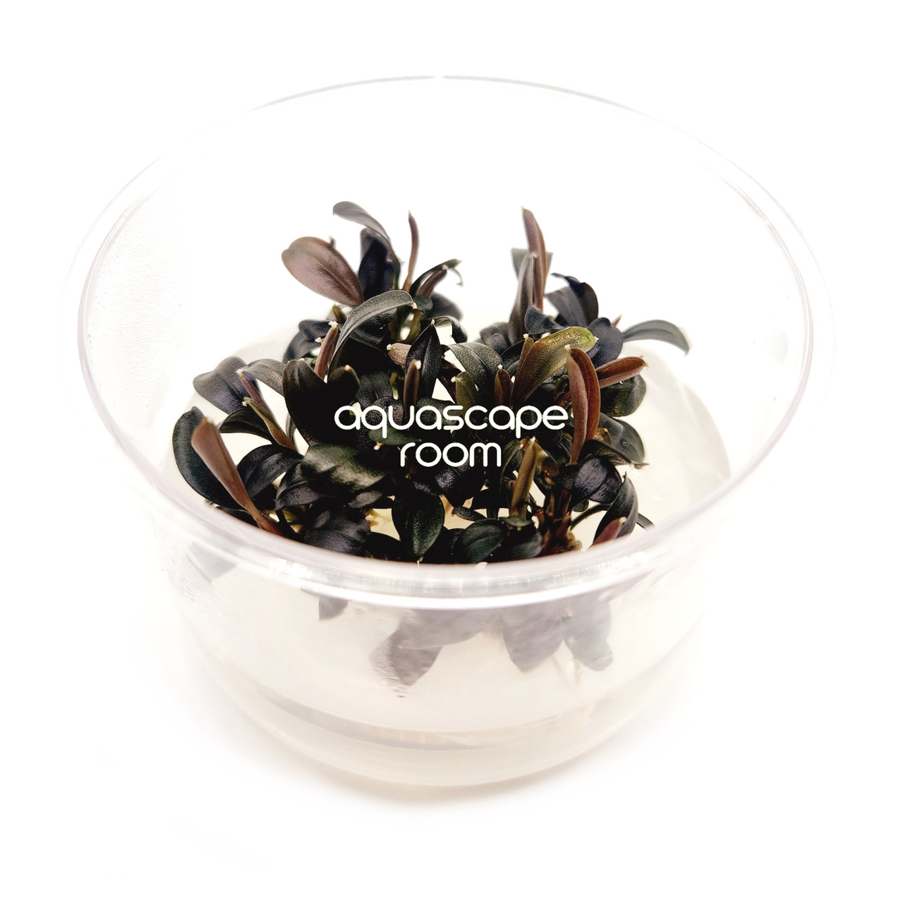 Bucephalandra Brownie Phoenix Tissue Culture | Rare Buce Canada