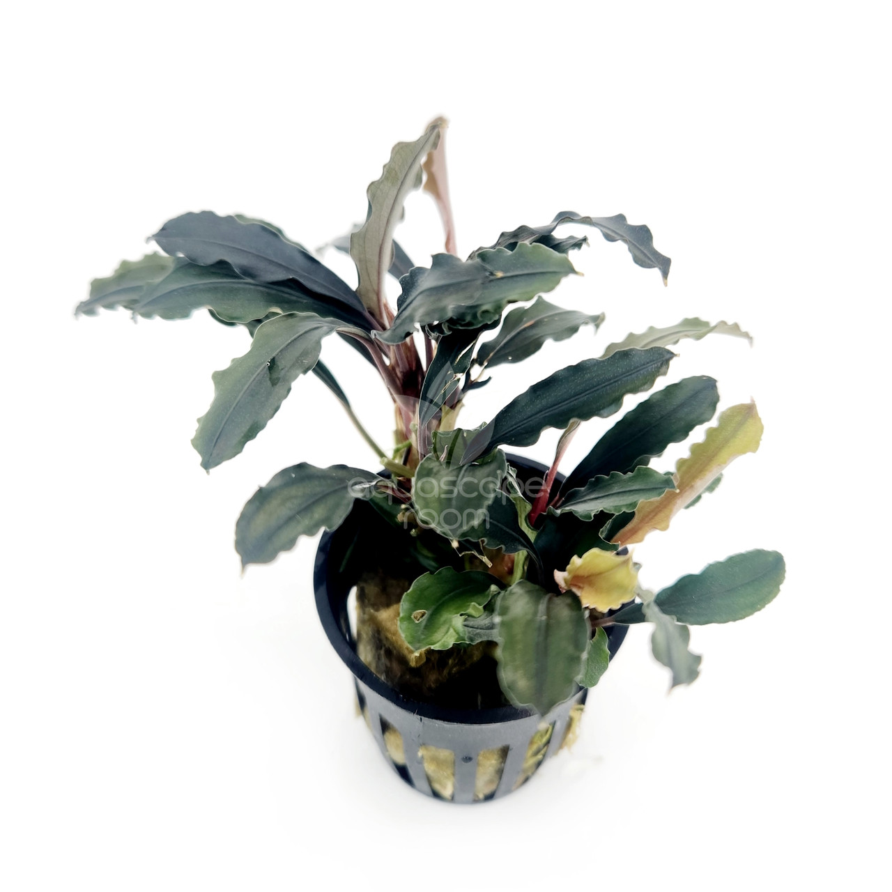 Bucephalandra sp. Theia for Sale Canada| Aquarium Plants in Canada