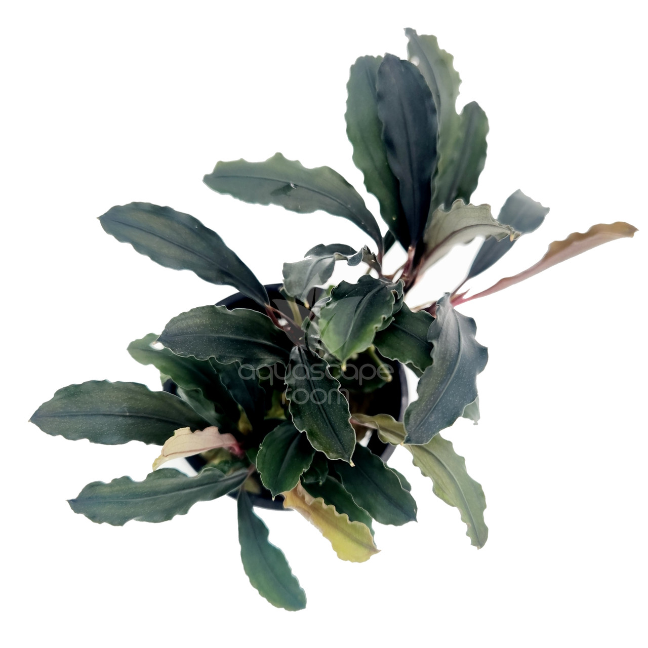 Bucephalandra sp.”Theia blue” Bucephalandra sp. Blue Theia type 2 Order at ⁕ Mobids Plants ⁕