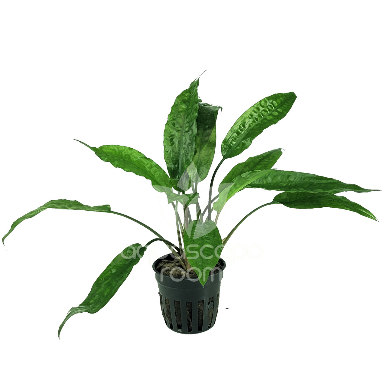 Cryptocoryne Usteriana Green for Sale | Aquarium Plants in Canada