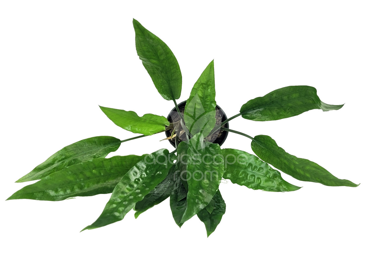 Cryptocoryne usteriana 大株 Cryptocoryne Usteriana Green for Sale | Aquarium Plants in Canada