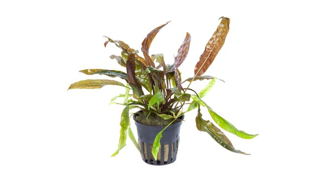 Cryptocoryne usteriana 大株 Cryptocoryne Usteriana for Sale | Aquarium Plants in Canada