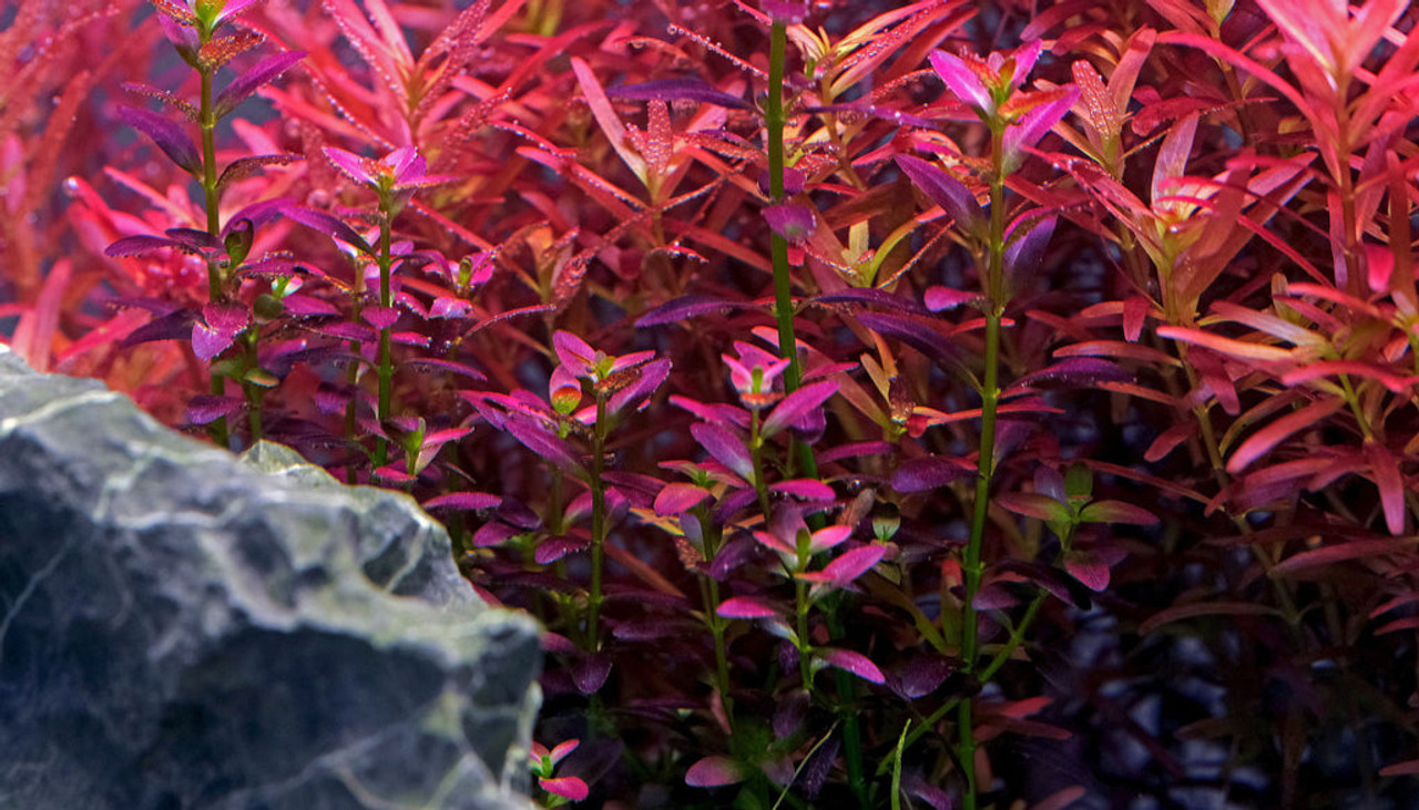 Rotala Florida Sunset 'ramosior' Tissue Culture