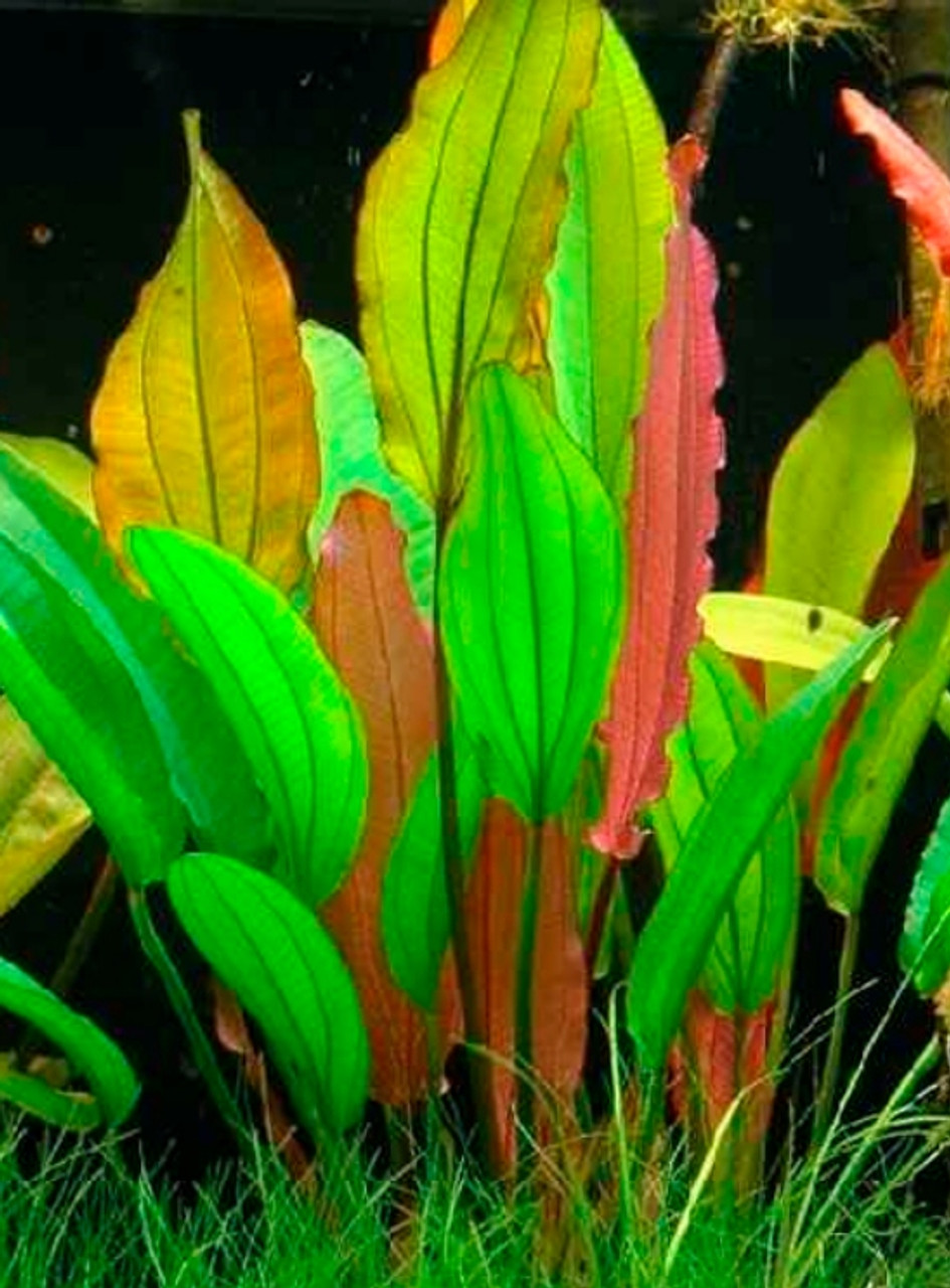 Echinodorus uruguayensis 【AZ1110-9】 Echinodorus uruguayensis 【AZ1110-9】