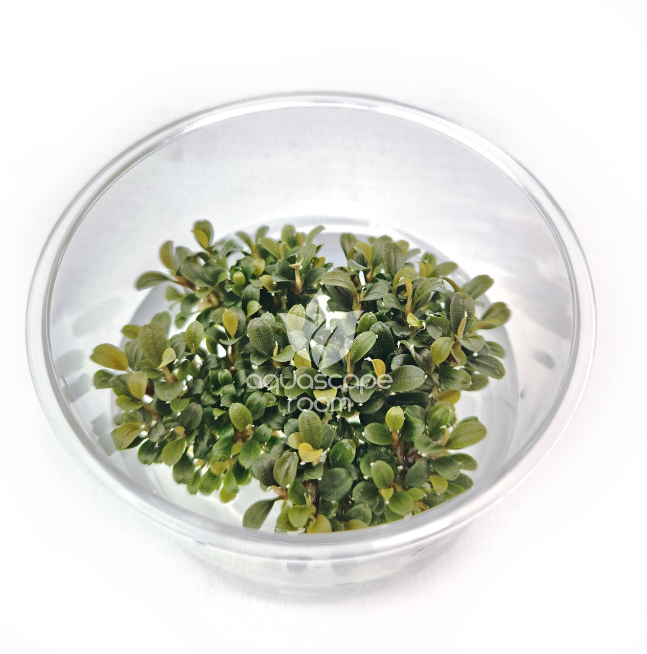 Bucephalandra Brownie Ghost for Sale | Aquarium Plants in Canada