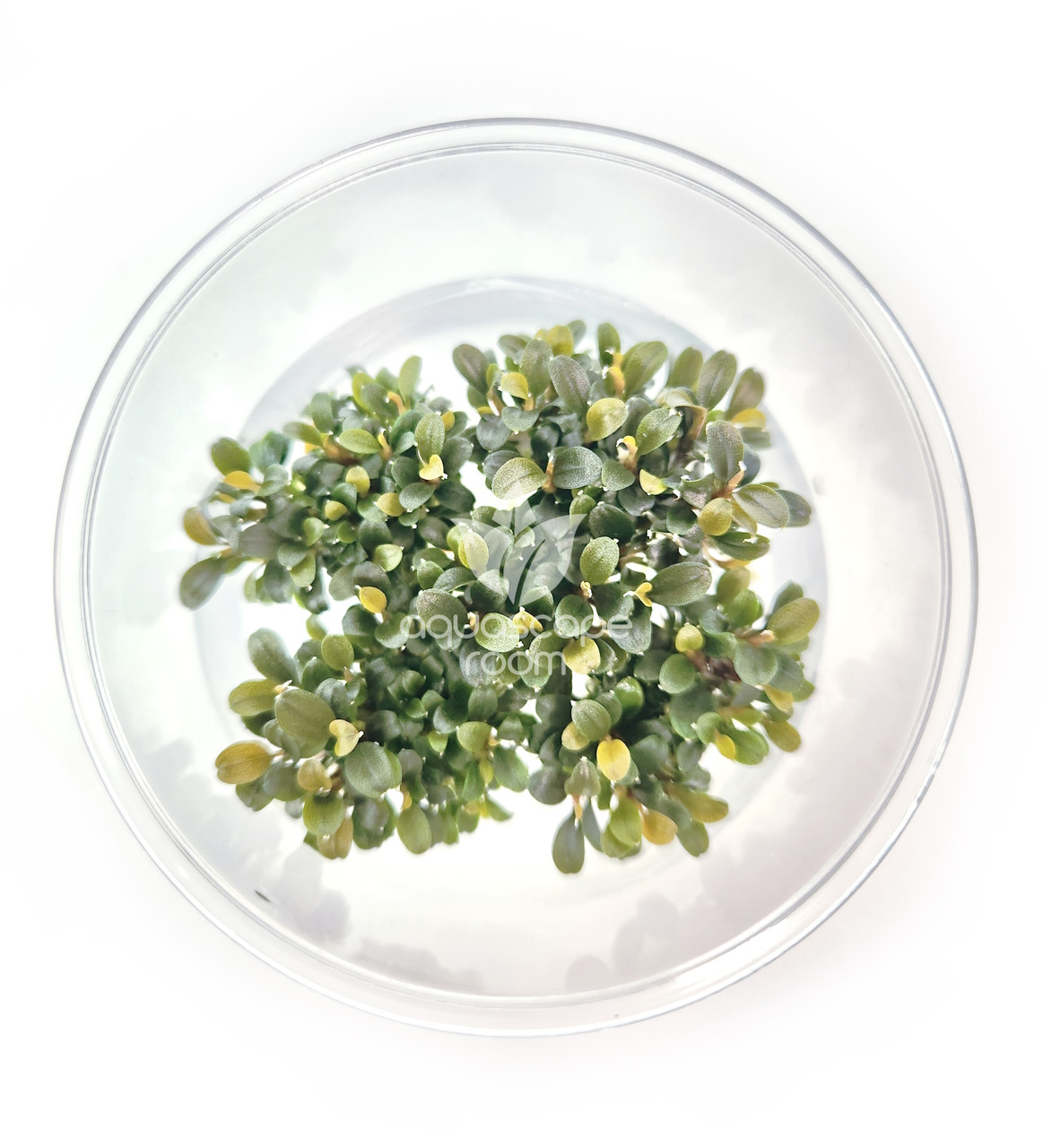 Bucephalandra Brownie Ghost for Sale | Aquarium Plants in Canada
