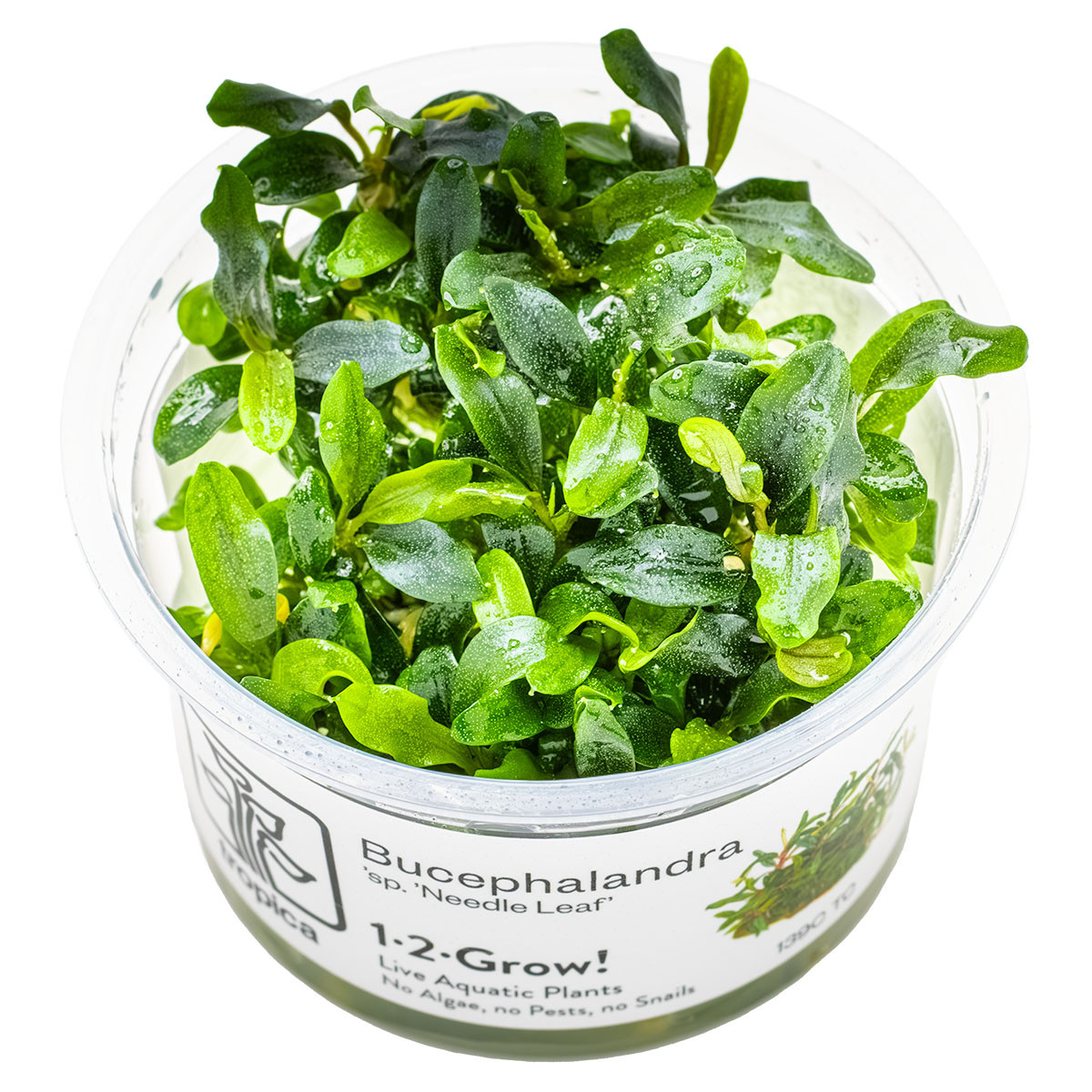 Tropica 1-2-Grow! Bucephalandra sp. 'Needle Leaf' | Fine-Leaved