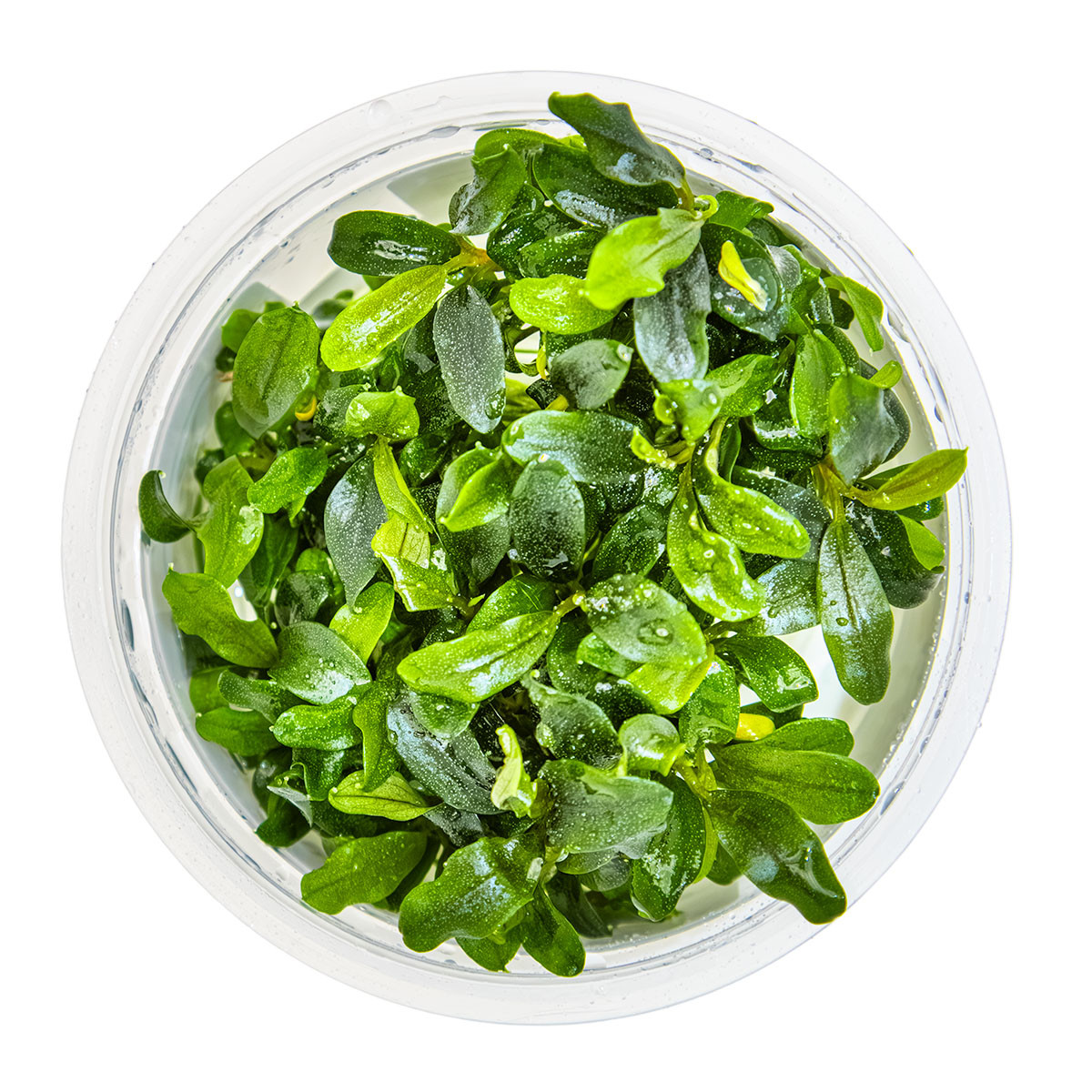 Tropica 1-2-Grow! Bucephalandra sp. 'Needle Leaf' | Fine-Leaved