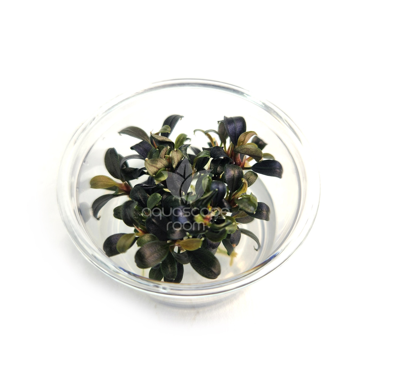 Bucephalandra for Sale | Aquarium Plants in Canada