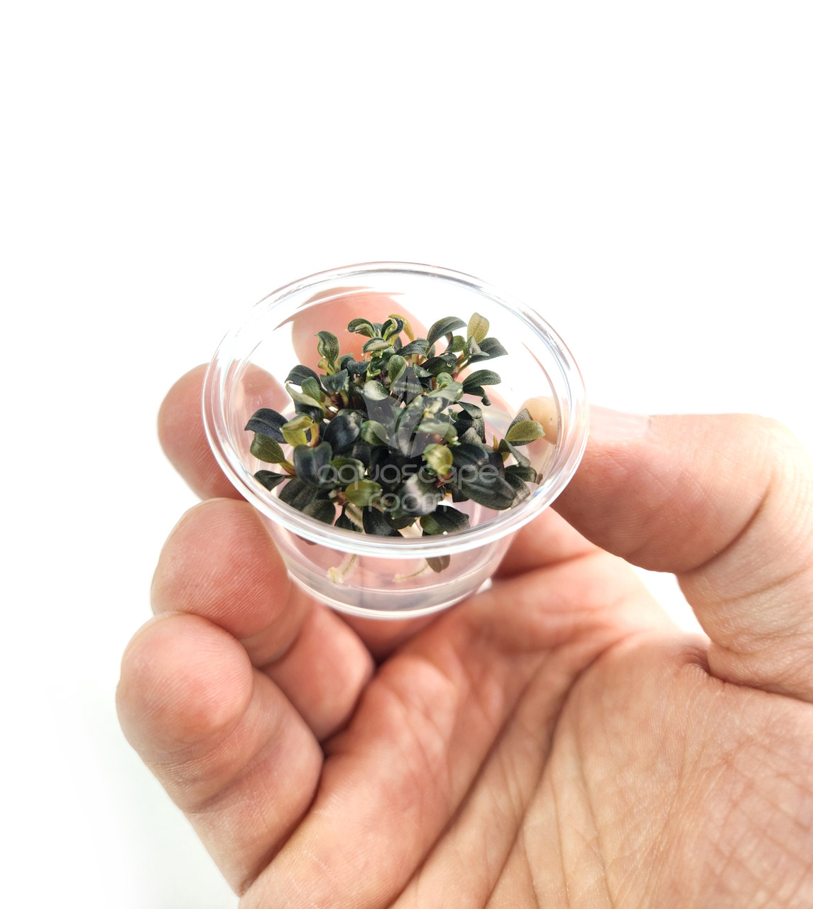 Bucephalandra for Sale | Aquarium Plants in Canada