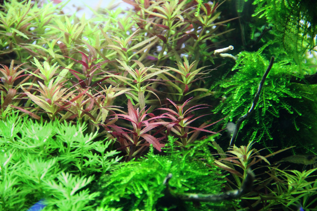 Limnophila aromatica - Anneau céramique Tropica