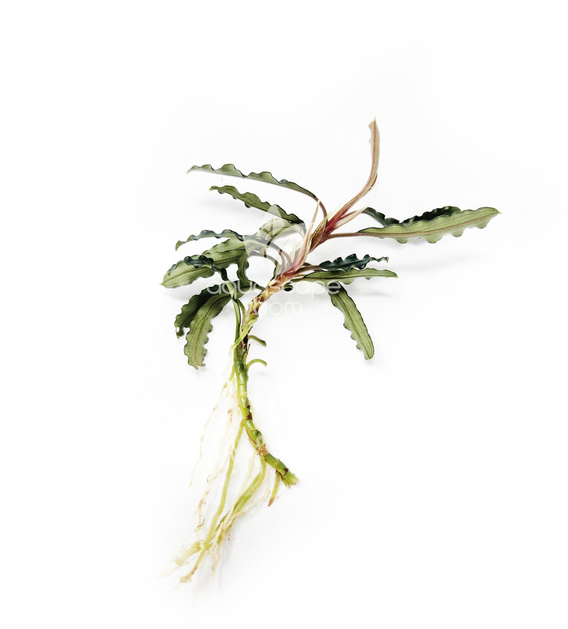 Bucephalandra for Sale | Aquarium Plants in Canada