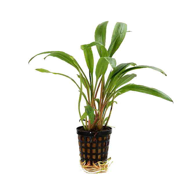 Cryptocoryne Albida 'Green' - Aquatic Plant for Freshwater
