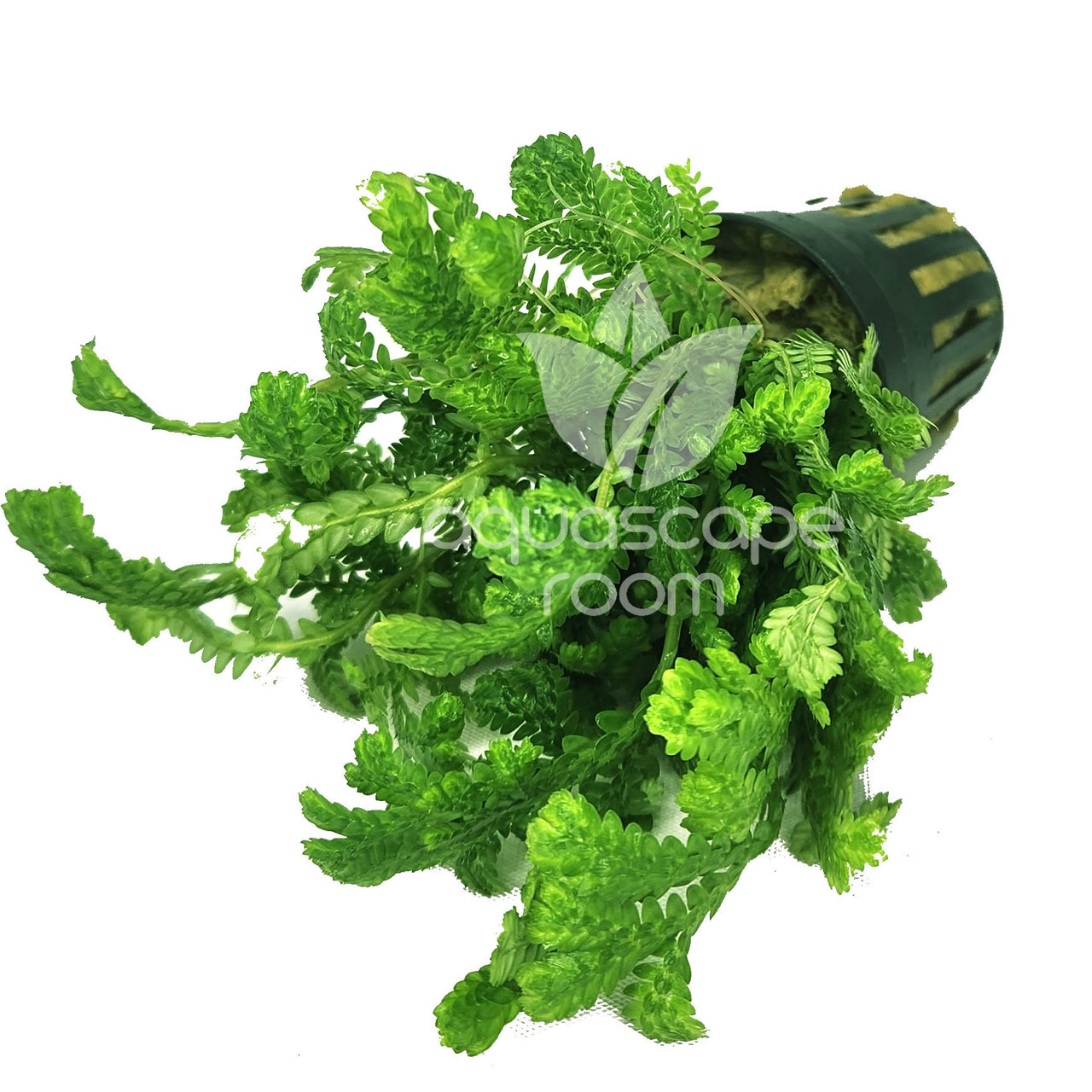 Aquascaperoom Selaginella Kraussiana Wallichi - Thumbnail 3