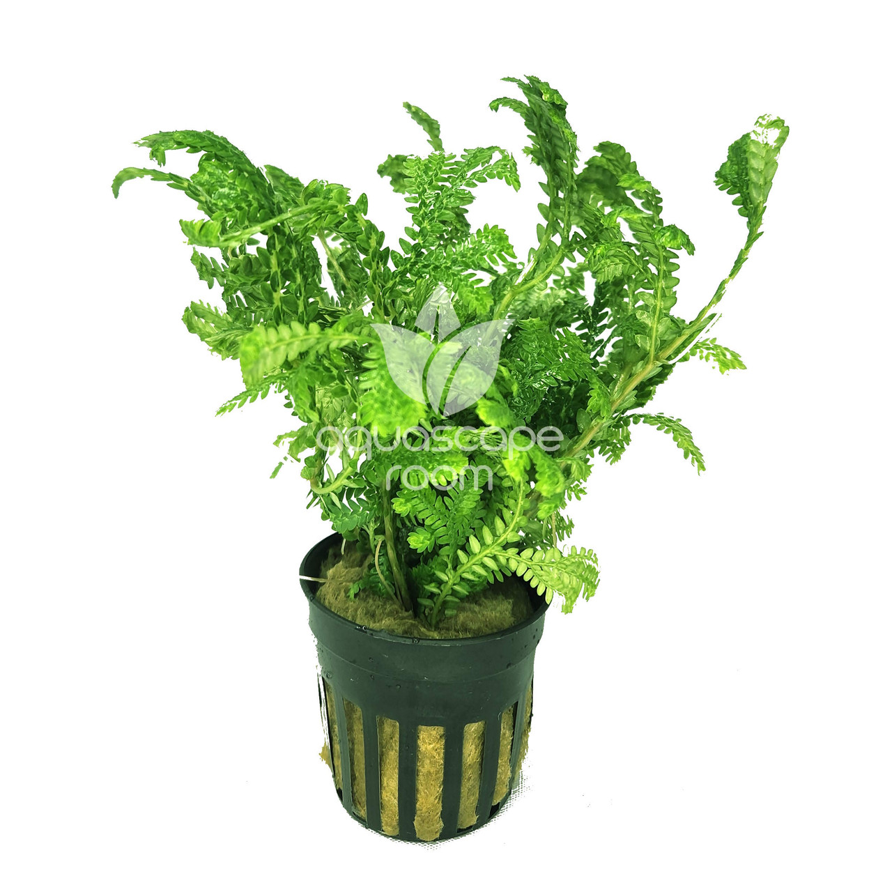 Aquascaperoom Selaginella Kraussiana Wallichi
