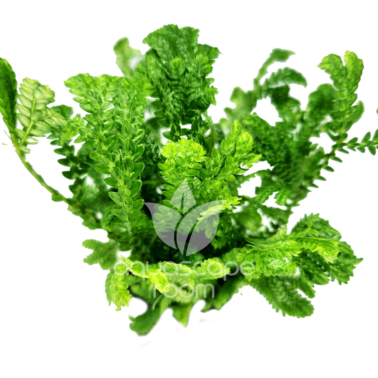 Aquascaperoom Selaginella Kraussiana Wallichi - Thumbnail 2