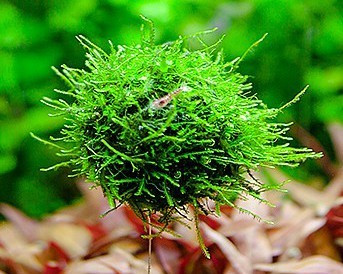 【Ebi Botanical Life】 6516-