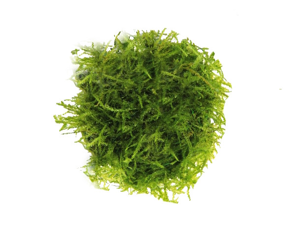【Ebi Botanical Life】 Mosquito Squad EBI: A Natural Mosquito & Pest Control Solution